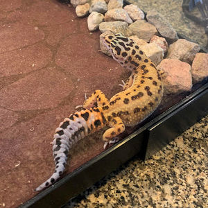 Meet your Posher, The